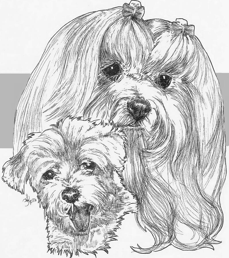 Maltese and Pup Drawing by Barbara Keith