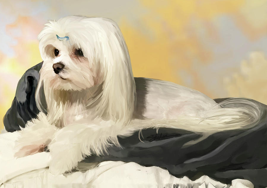 Maltese Dog Digital Art by Shehan Wicks
