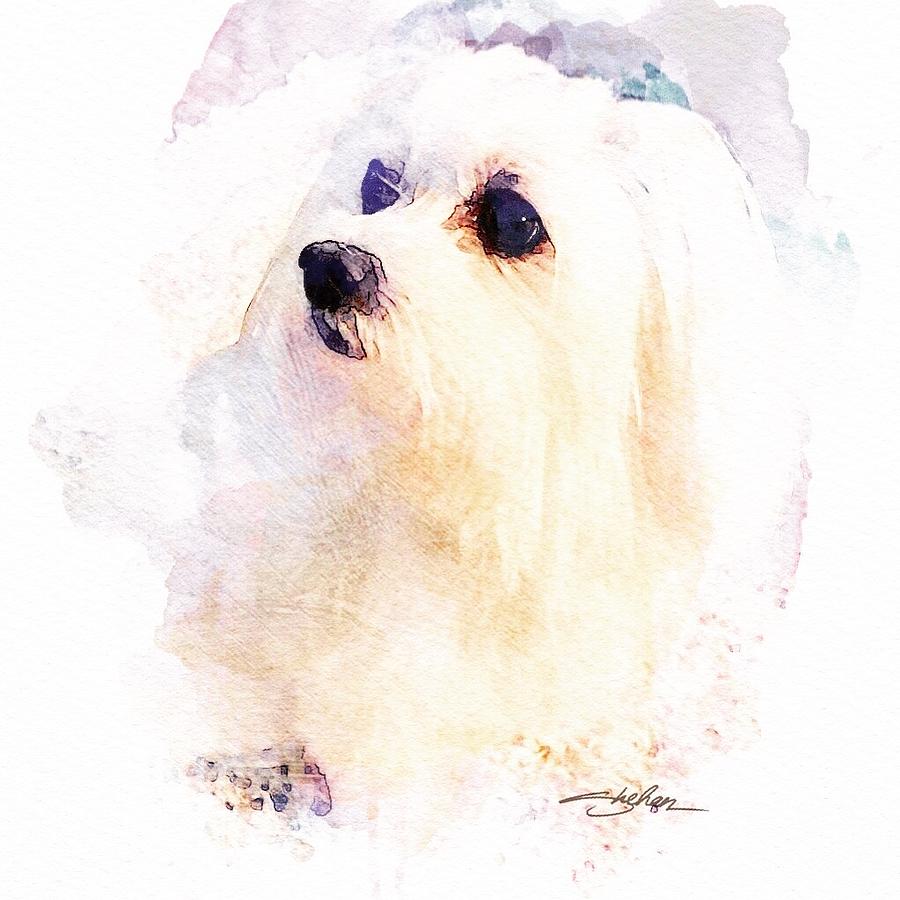 Maltese -Miss Cookie Mixed Media by Shehan Wicks