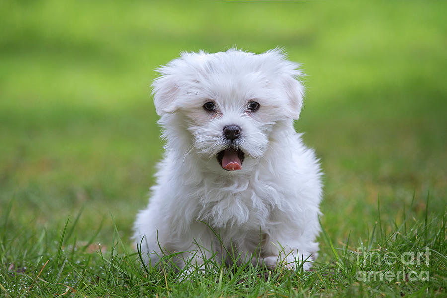 Maltese Puppy Photograph by Arterra Picture Library