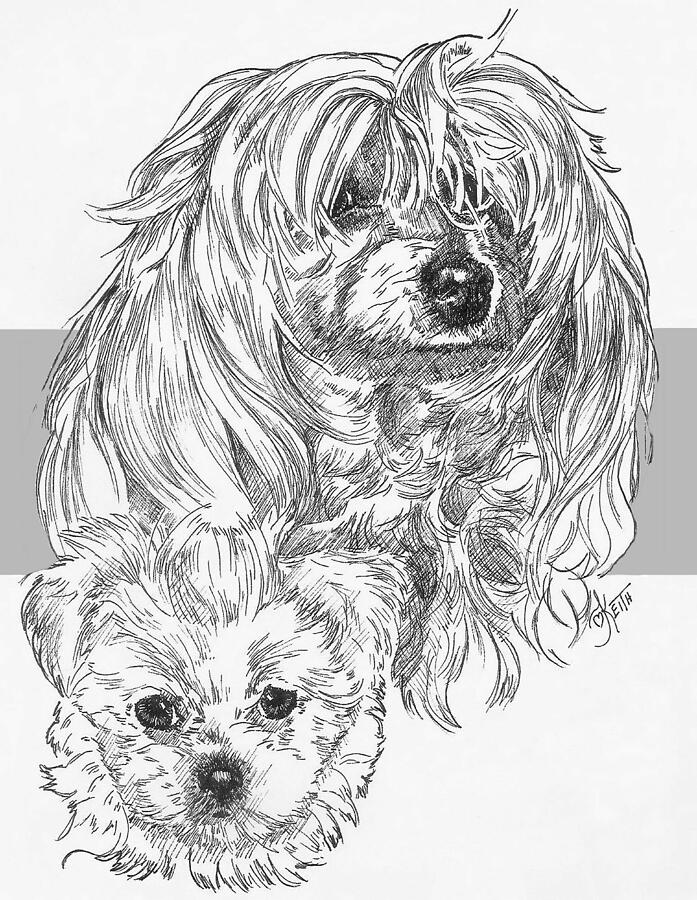 MaltiPoo and Pup Drawing by Barbara Keith
