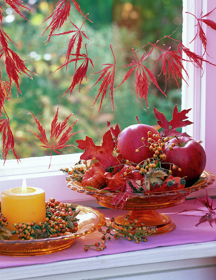 Malus apple, Rose rosehip, Autumn Leaves Of Quercus oak Photograph by Friedrich Strauss