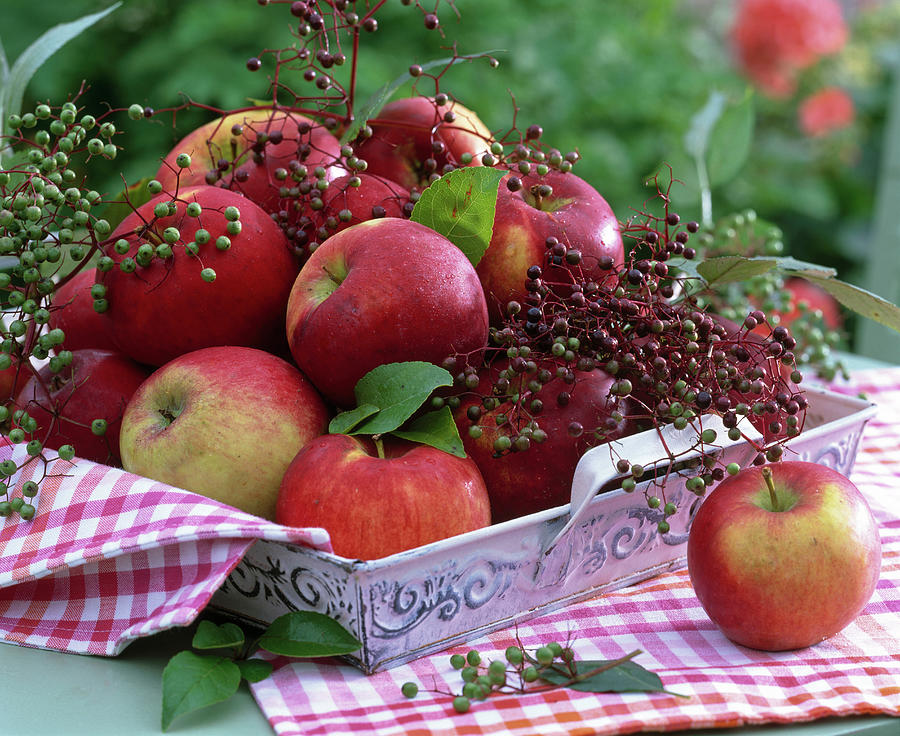 Malus apple, Sambucus elderberry On Tray, Kitchen Towel Photograph by Friedrich Strauss