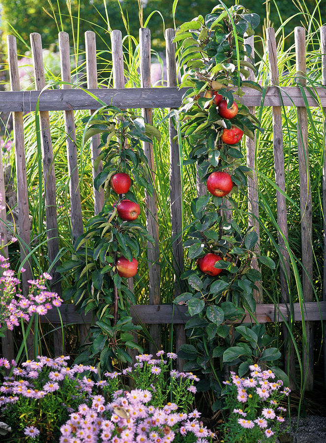 Malus Ballerina pillar Apple In Front Of Wooden Fence, Aster white Wood Aster Photograph by Friedrich Strauss