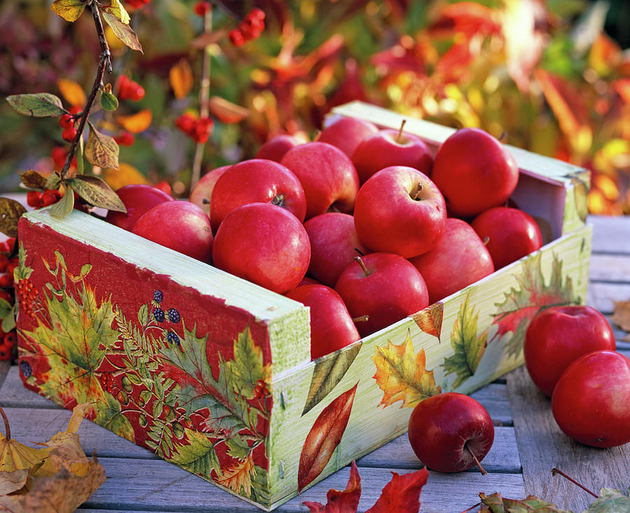 Malus In Wooden Box, With Napkin Technique With Leaves Photograph by Friedrich Strauss
