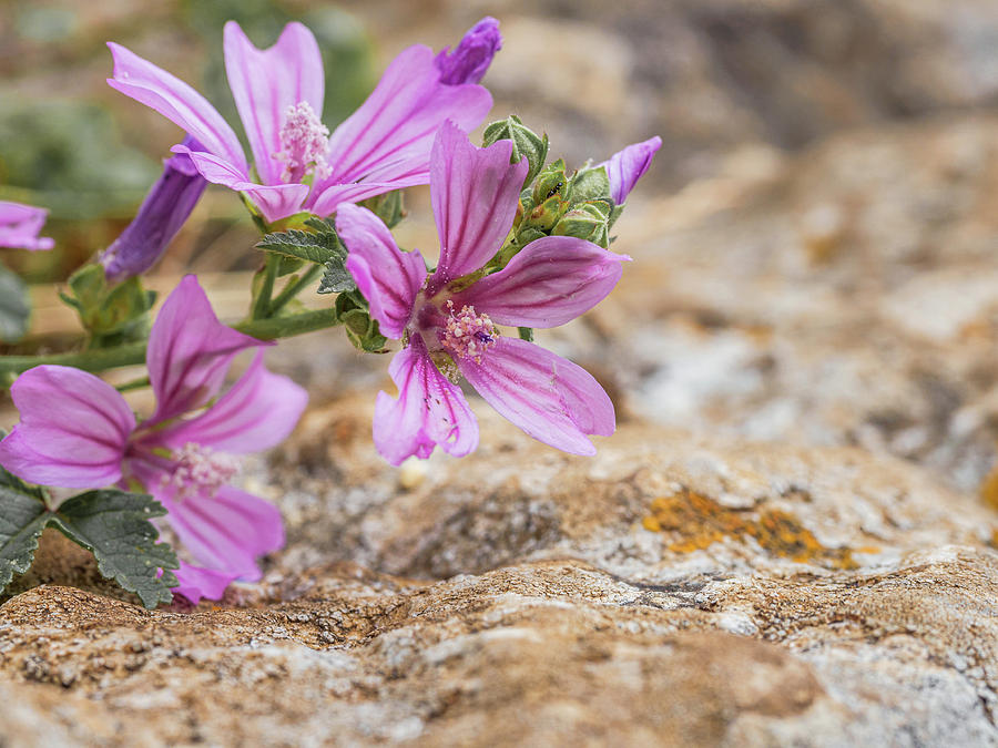 Malva sylvestris - spontaneous flower of the Tuscan mountains by Giovanni Bertagna Malva sylvestris - spontaneous flower of the Tuscan mountains by Giovanni Bertagna