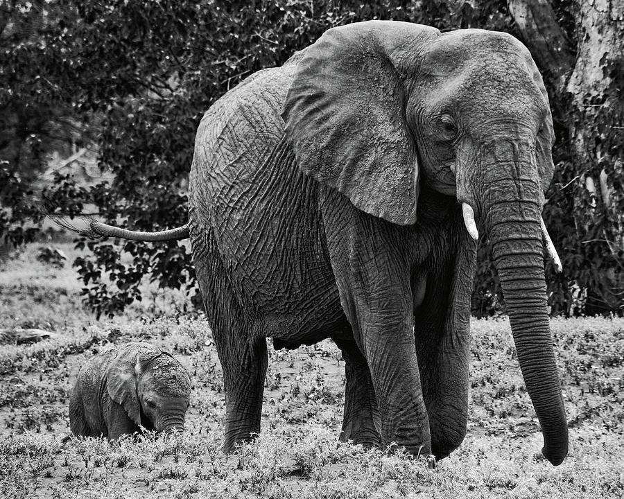 Mama And Baby Elephant I Photograph by Aledanda - Fine Art America