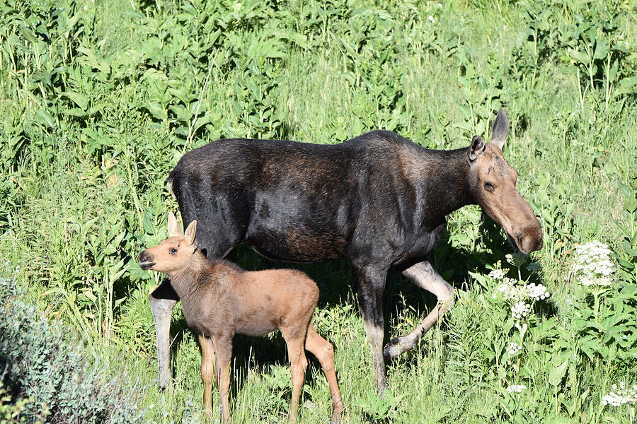 Mama And Baby Moose Photograph by Stephen Adgate | Pixels