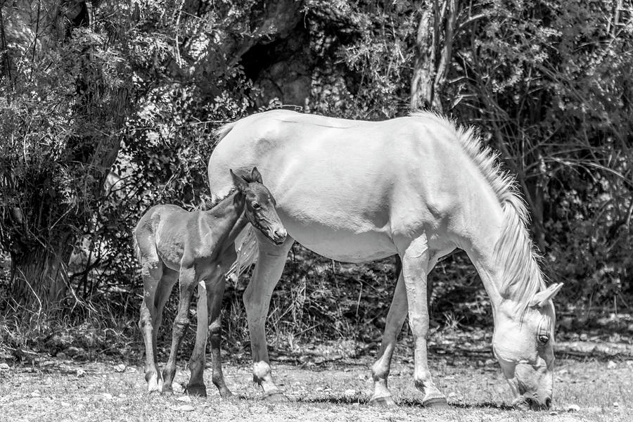 Mama and Baby Mustang Horses Photograph by Chic Gallery Prints From ...