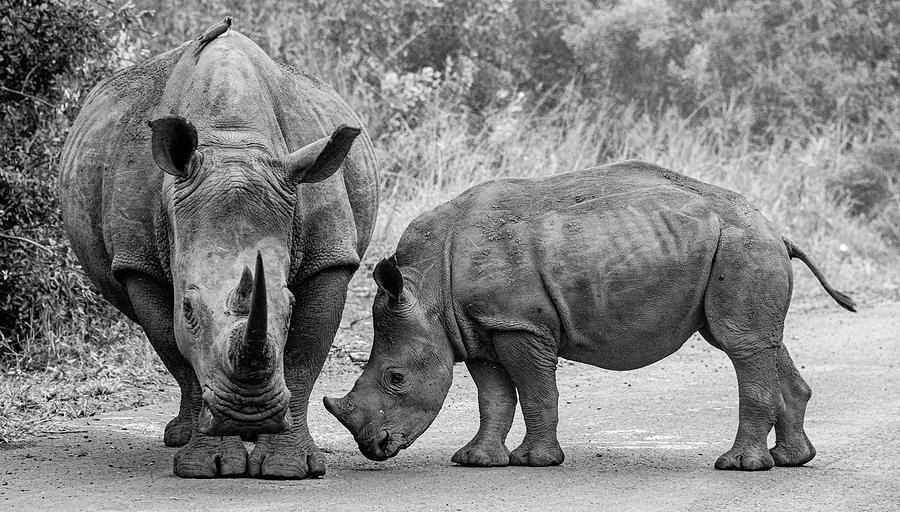 Mama and Baby Rhino, Black and White Photograph by Marcy Wielfaert