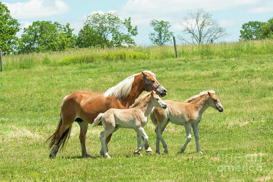 Mama And Colts by Michael D Miller Mama And Colts by Michael D Miller