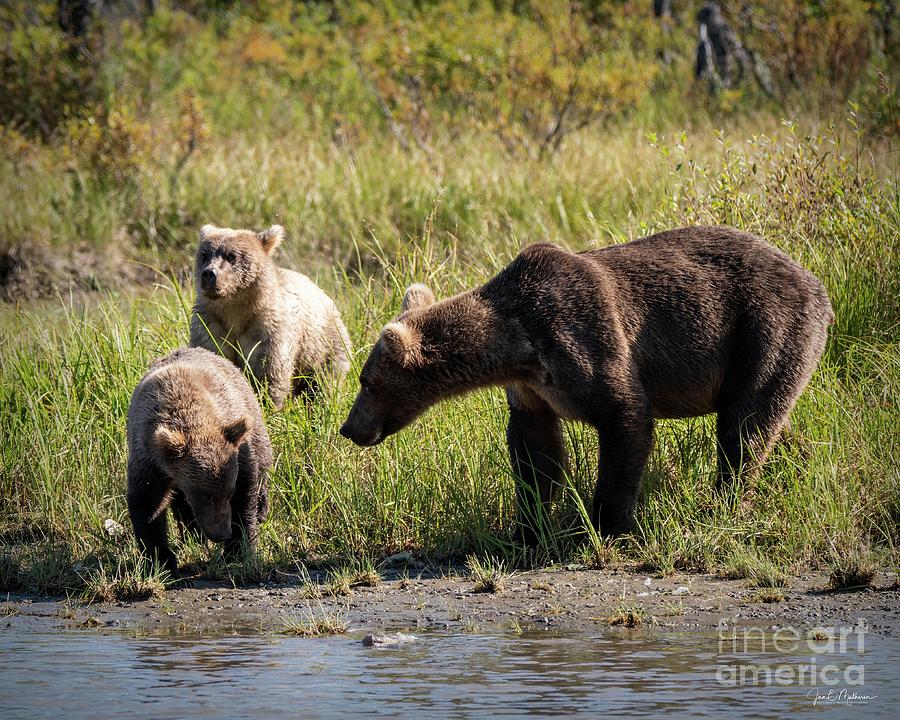 Mama And Her Cubs - Bears Photograph