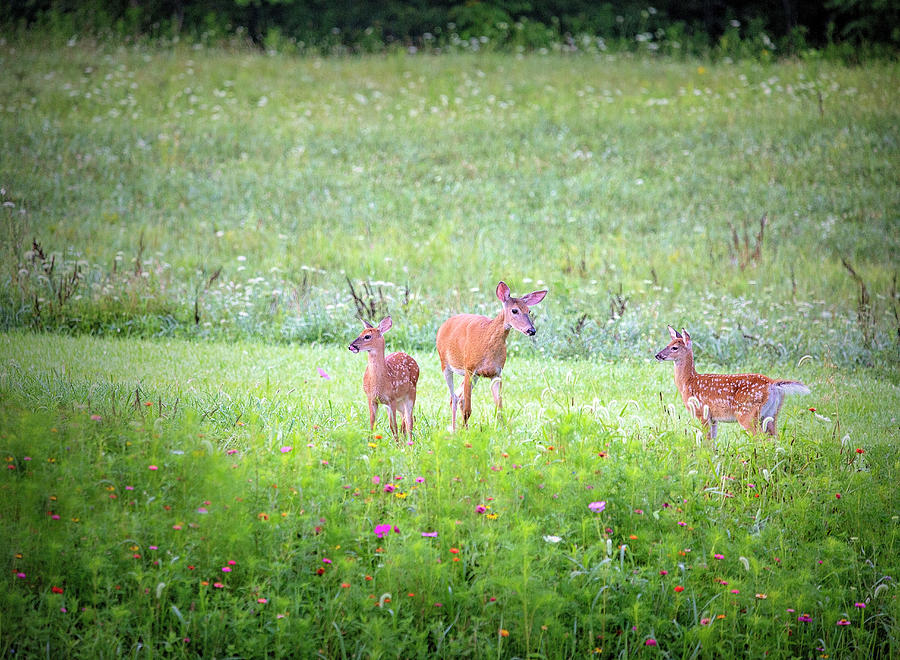 Mama and her Fawns Photograph by Deborah Penland