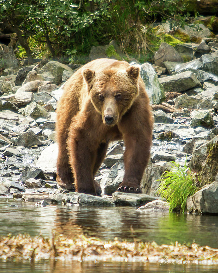 Mama Bear - Alaska Photograph by Robert Hersh