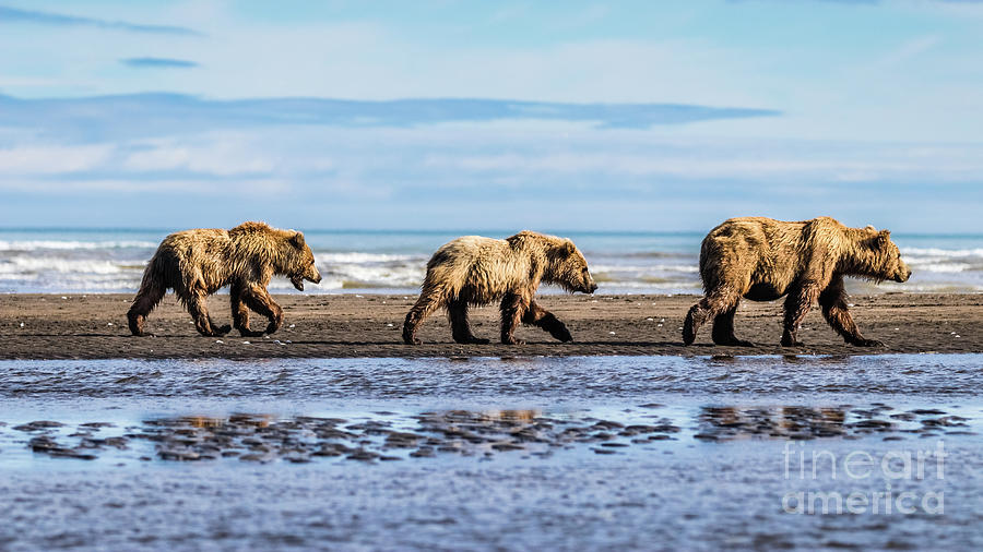 Mama bear and her two cubs on the beach Photograph by Lyl Dil Creations