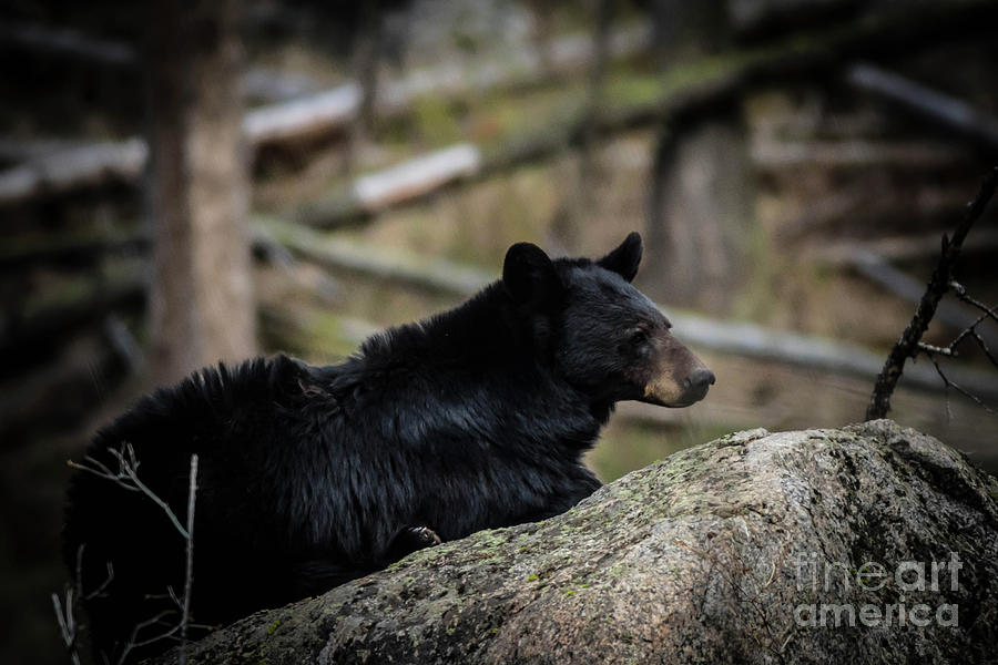 Mama Bear Photograph by George Kenhan