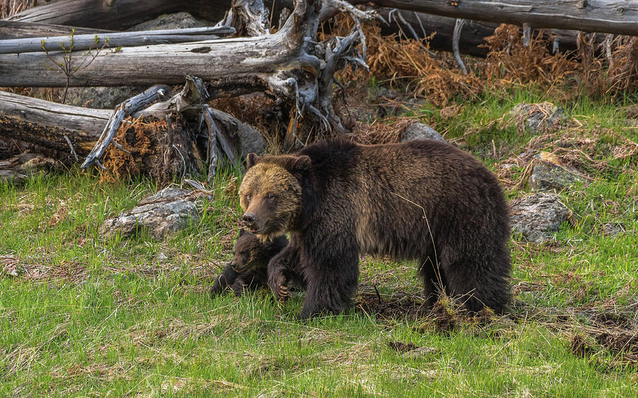 Mama Beryl And Cub Photograph by Yeates Photography