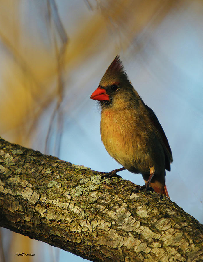 Mama Cardinal in the Willow by Ericamaxine Price Mama Cardinal in the Willow by Ericamaxine Price