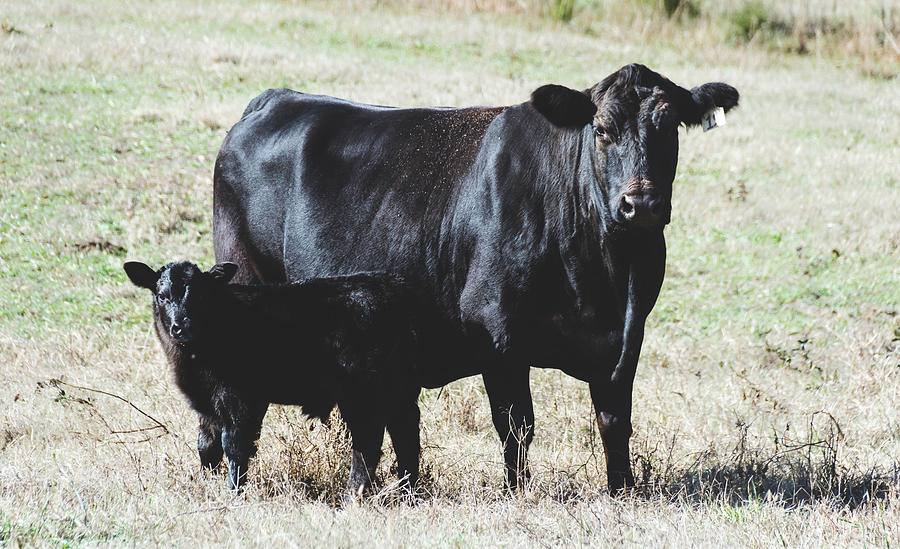 Mama Cow and baby #cow #animal #pasture Photograph by Andrea Anderegg