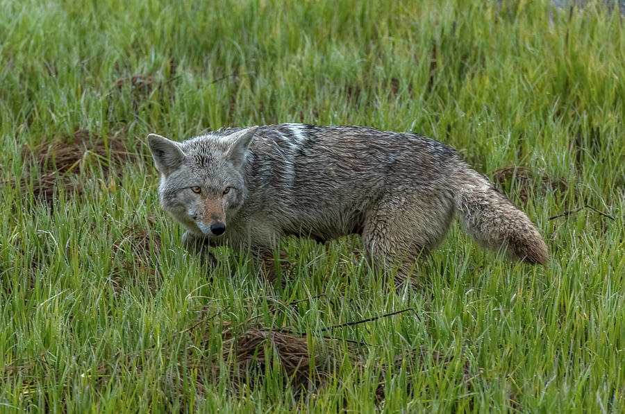 Mama Coyotes Rainy Morning Photograph by Yeates Photography