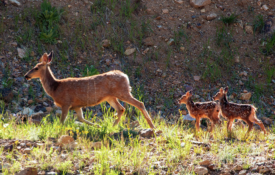 Mama Deer And Fawns Photograph