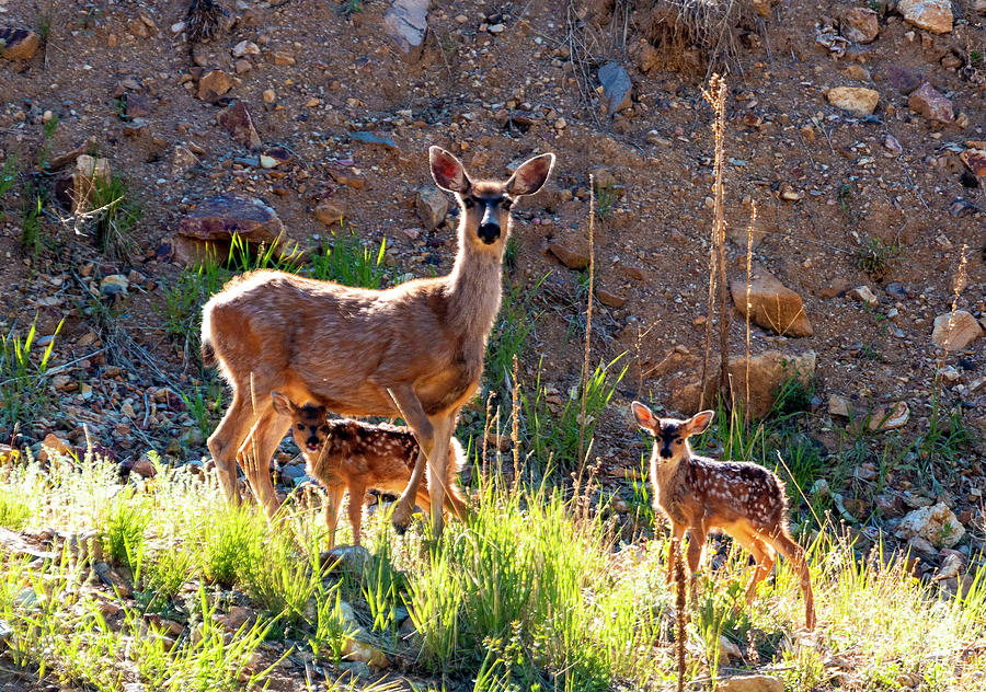 Mama Deer Protecting Fawns Photograph by Steven Krull