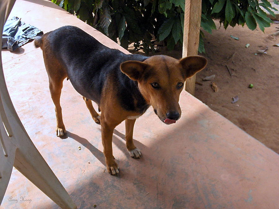 what breed are nigerian local dogs