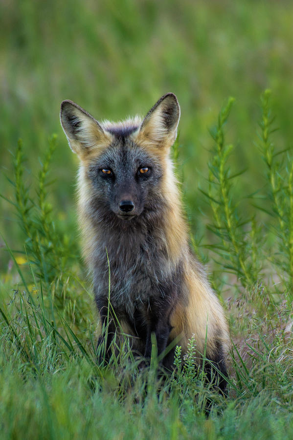 Wildlife Photograph - Mama Fox by Ashley Noble