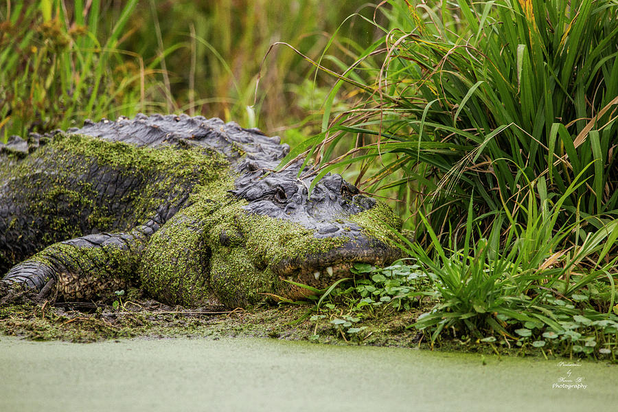 Mama Gator by Kevin Banker Mama Gator by Kevin Banker