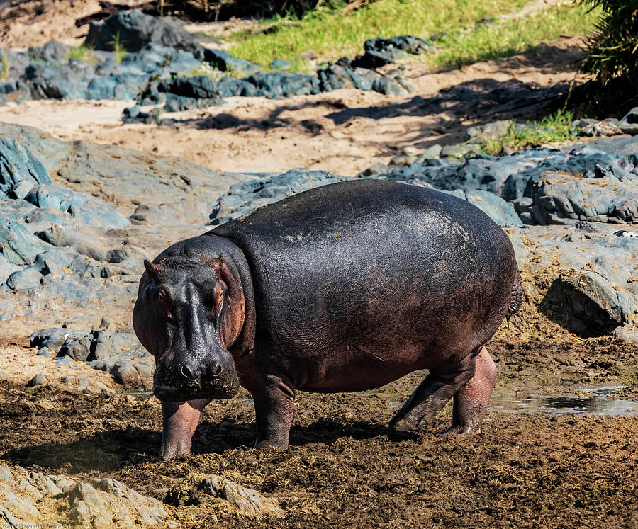 Sac à Maman Hippo