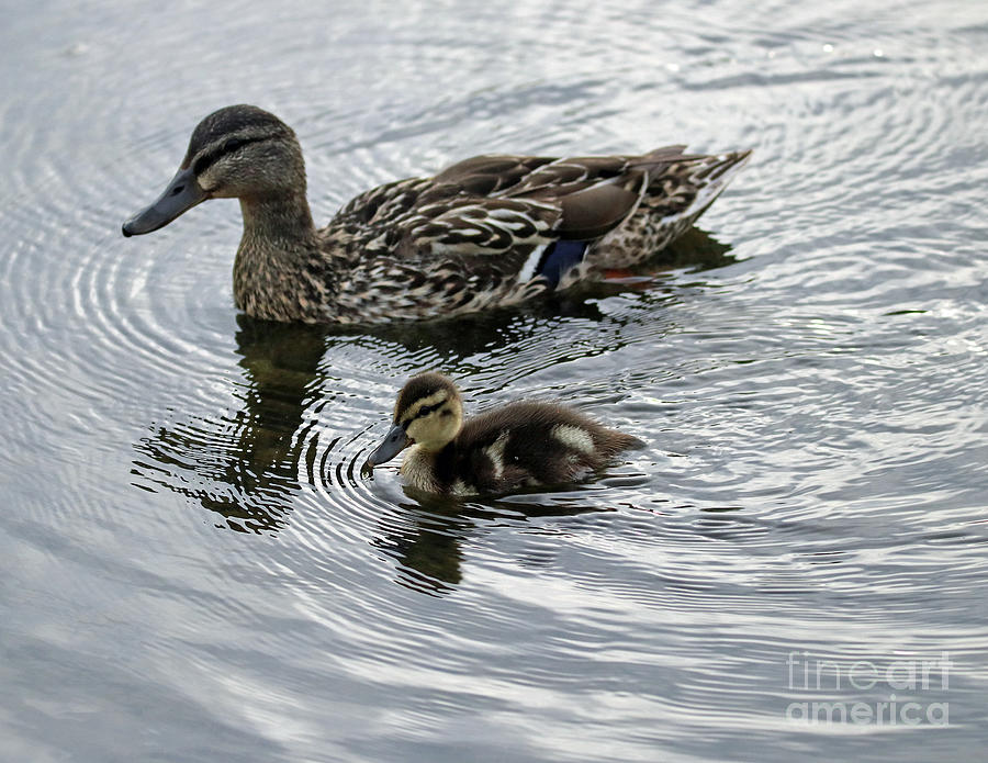 Mama Mallard and week old duckling Photograph by Steve Gass - Fine Art ...