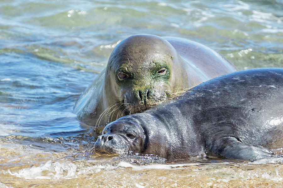 Mama Monk Seal and Pup at the Shoreline, No. 2 - RB00 and PK1 by Belinda Greb Mama Monk Seal and Pup at the Shoreline, No. 2 - RB00 and PK1 by Belinda Greb