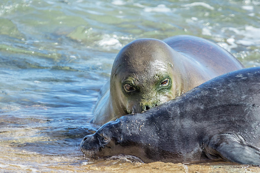 Mama Monk Seal and Pup at the Shoreline, No. 3 - RB00 and PK1 by Belinda Greb Mama Monk Seal and Pup at the Shoreline, No. 3 - RB00 and PK1 by Belinda Greb