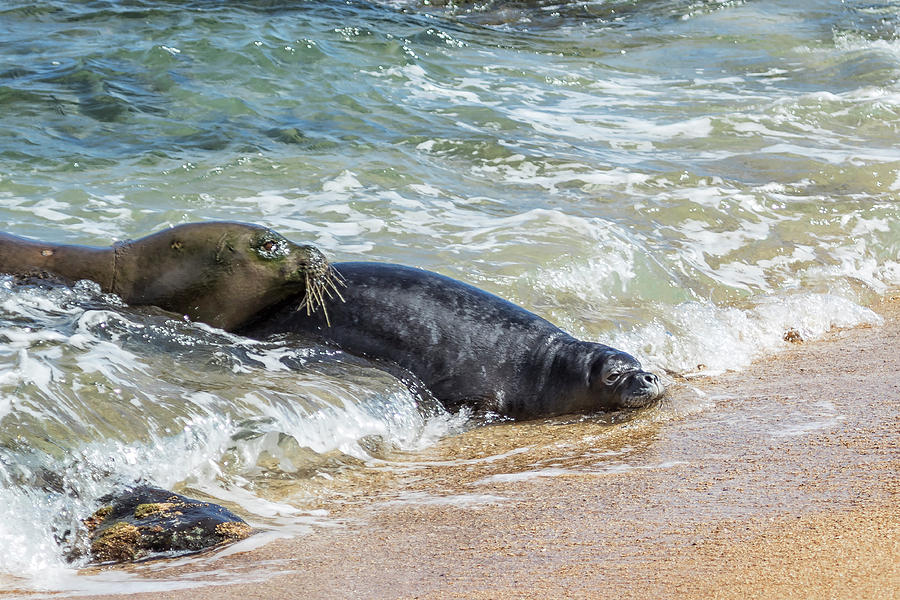 Mama Monk Seal and Pup at the Shoreline, No. 4 - RB00 and PK1 by Belinda Greb Mama Monk Seal and Pup at the Shoreline, No. 4 - RB00 and PK1 by Belinda Greb