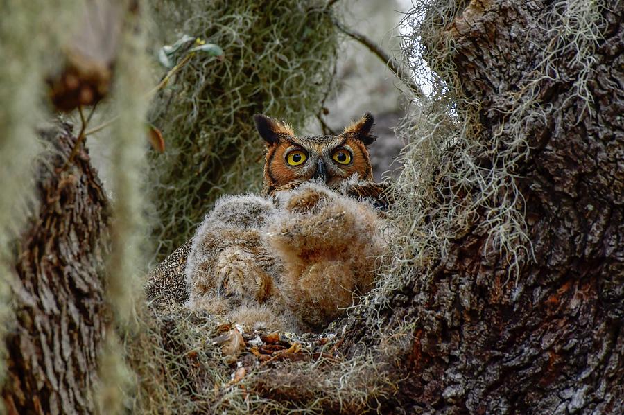 Mama Owl In The Nest With Her Two Babies Photograph By Donald Easley