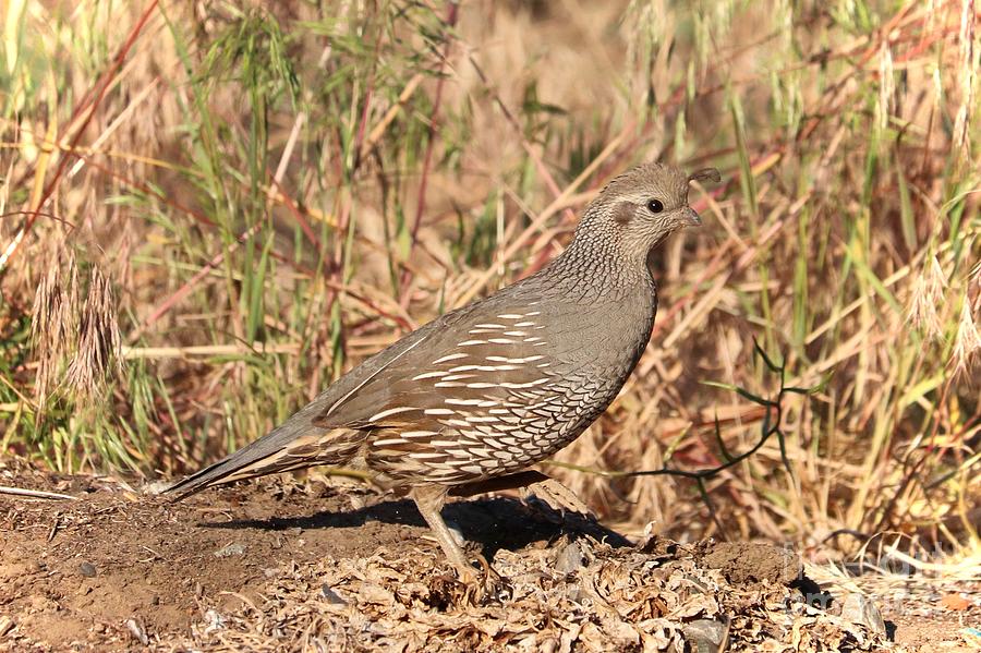 Mama Quail in the Cheatgrass by Carol Groenen Mama Quail in the Cheatgrass by Carol Groenen