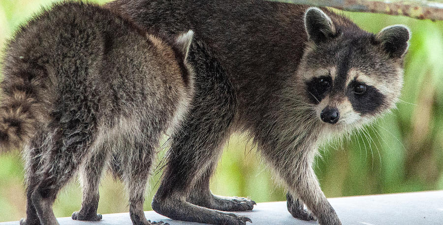 Mama Raccoon and a little one Photograph by Gene Bollig