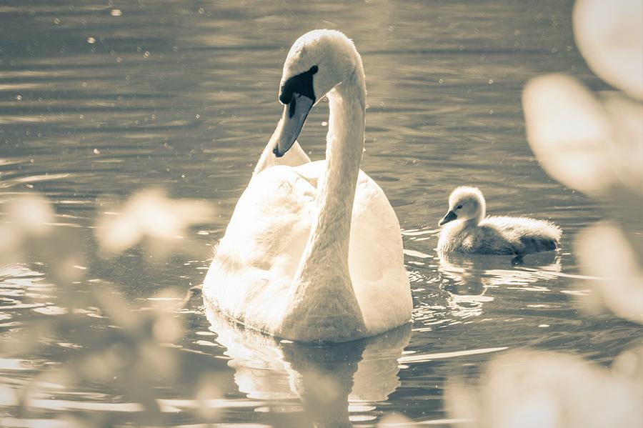 Swan Photograph - Mama Swan and Her Cygnet by Mary Ann Artz