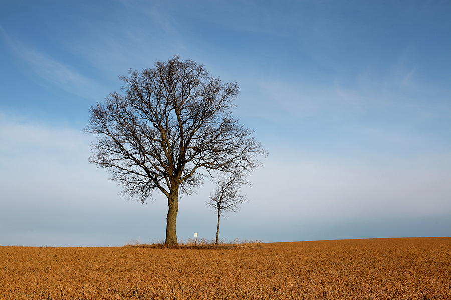 Mama Tree And Baby Tree In Wide Open Photograph by Driftless Studio