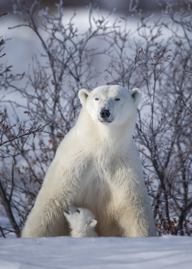 Polar Bear Photograph - Mama, Where Is The Milk.... by Fion Wong