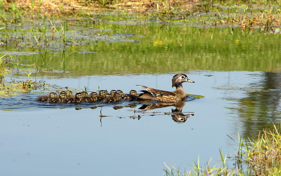 Mama Wood Duck And Her Sweet 13 Photograph by William Tasker | Fine Art ...