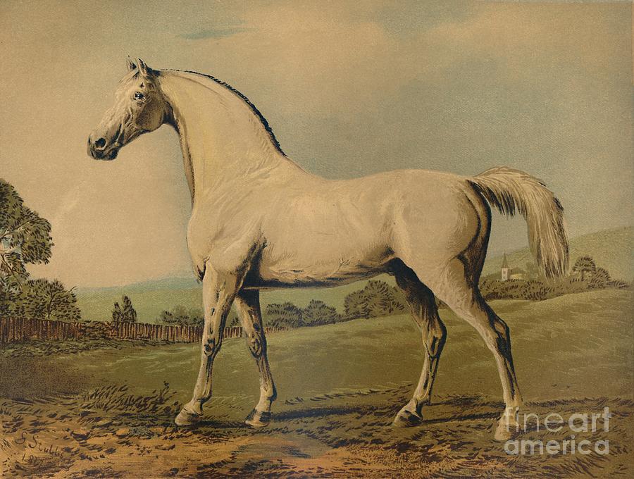 Mambrino Bred By Lord Grosvenor Drawing by Print Collector