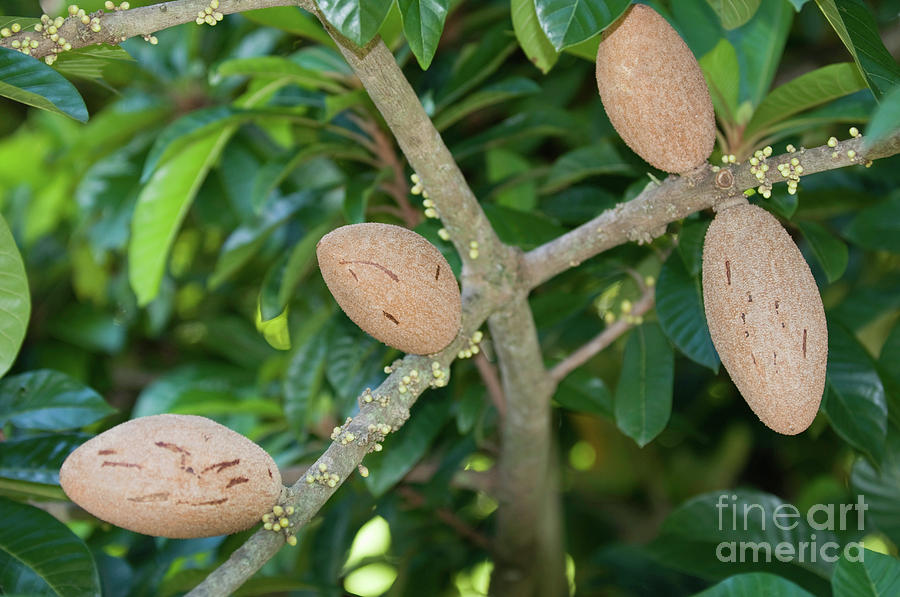 Mamey Sapote Fruit Photograph By Microgen Images Science Photo Library