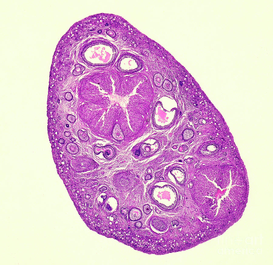 Graafian Follicle And Corpus Luteum