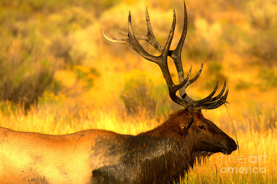 Mammoth Bull Elk In The Fall Photograph by Adam Jewell