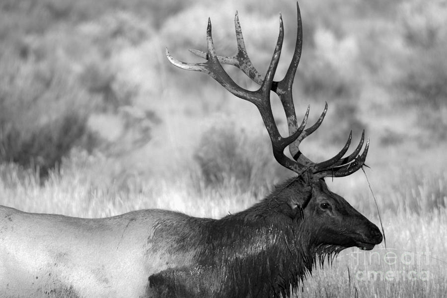Mammoth Bull Elk In The Fall Black And White Photograph by Adam Jewell