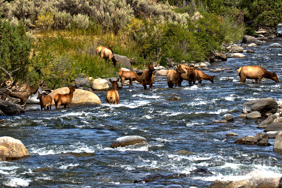 Mammoth Elk Herd In The River Photograph by Adam Jewell