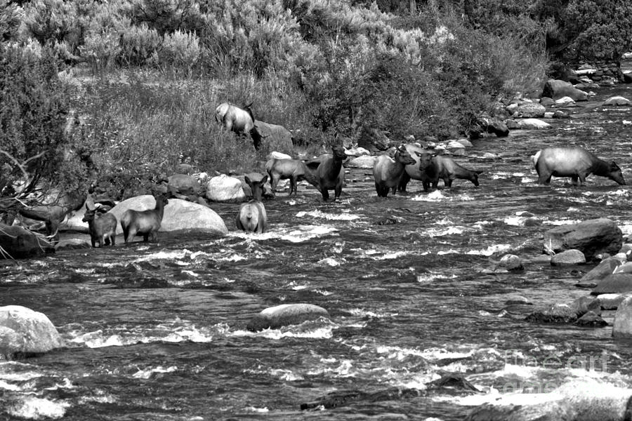 Yellowstone National Park Photograph - Mammoth Elk Herd In The River Black And White by Adam Jewell