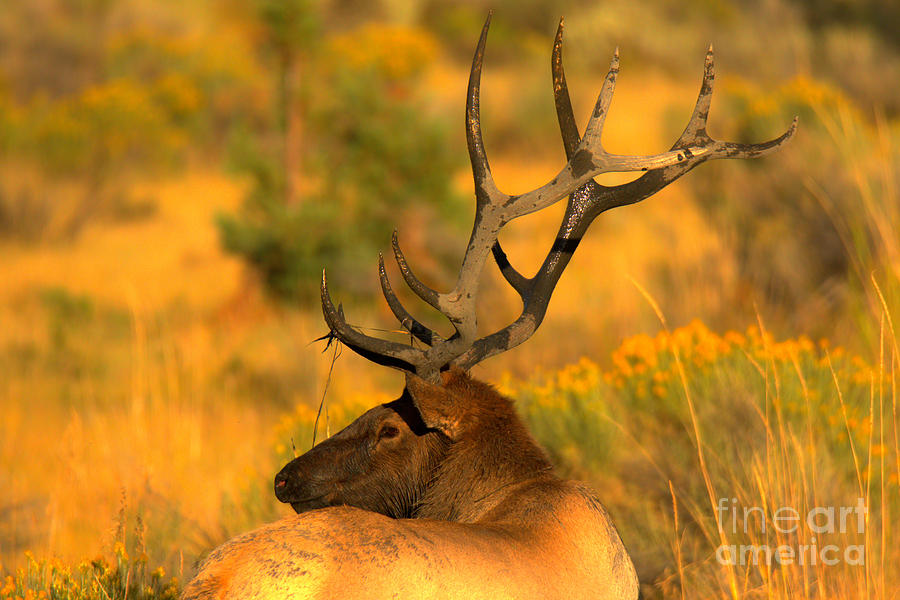 Mammoth Elk On A Golden Afternoon Photograph by Adam Jewell