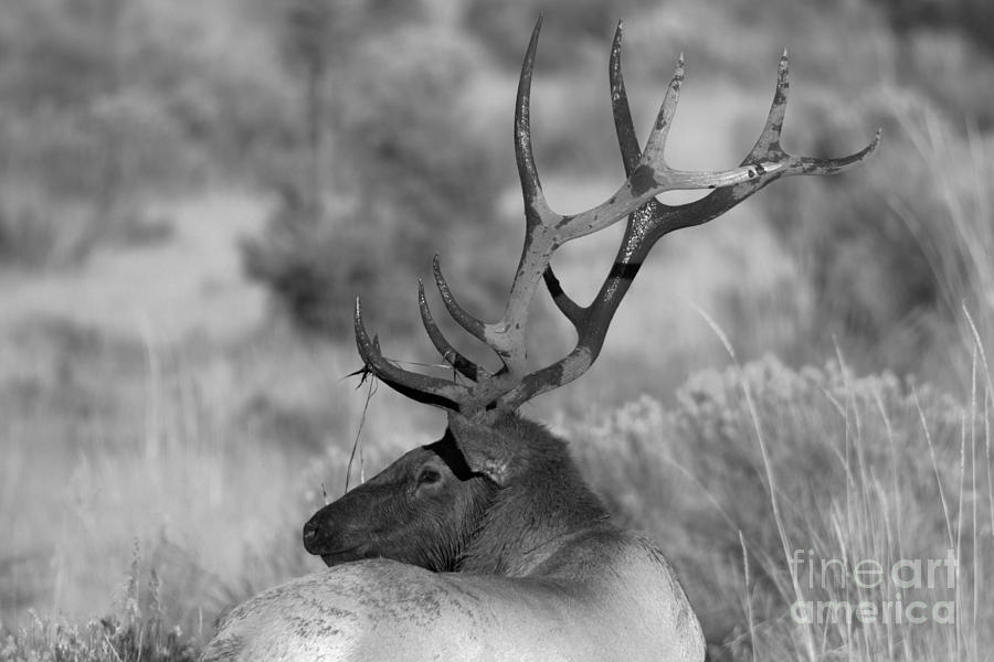 Mammoth Elk On A Golden Afternoon Black And White Photograph by Adam Jewell